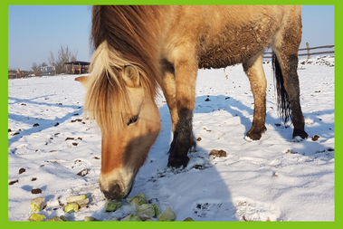 VÁNOČNÍ NADÍLKA PRO ZVÍŘÁTKA